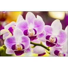 Fototapeta Tropikalna Orchidea 416x254 /223367549