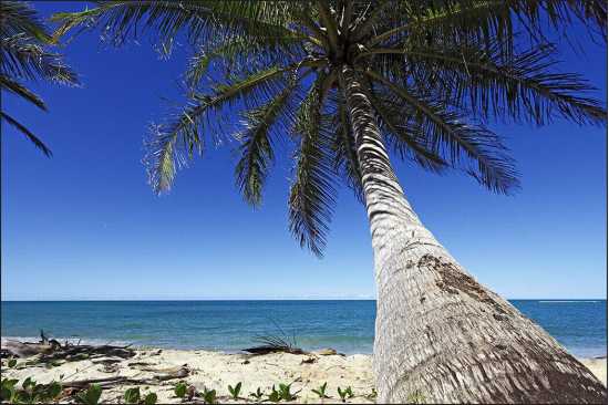 Fototapeta Plaża Ocean Palmy 300 x 450