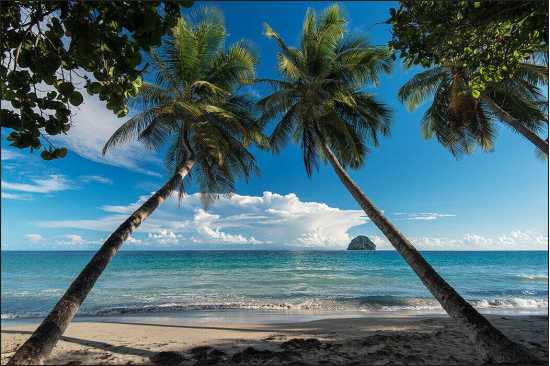 Fototapeta Plaża Ocean Palmy 90 x 135